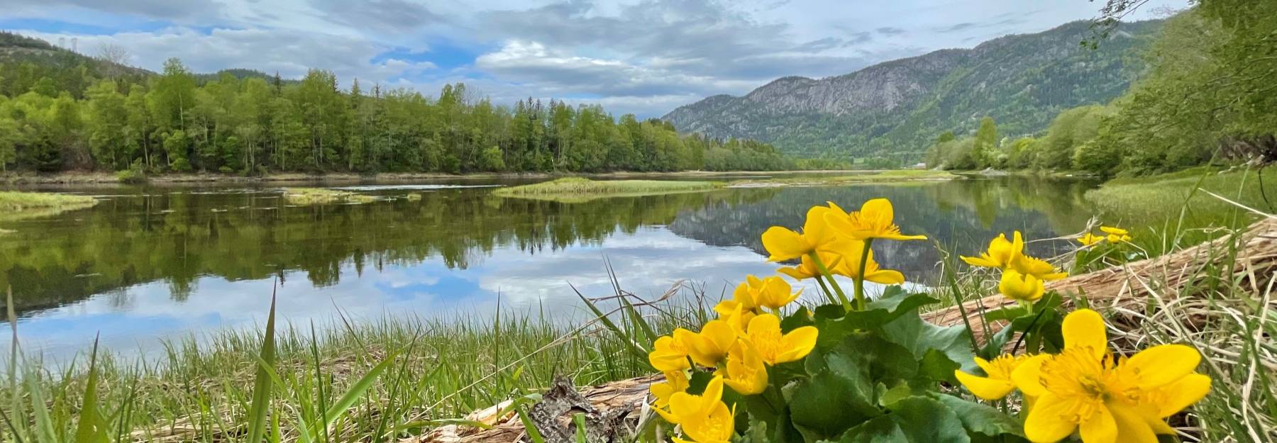 Smørblomst ved elven